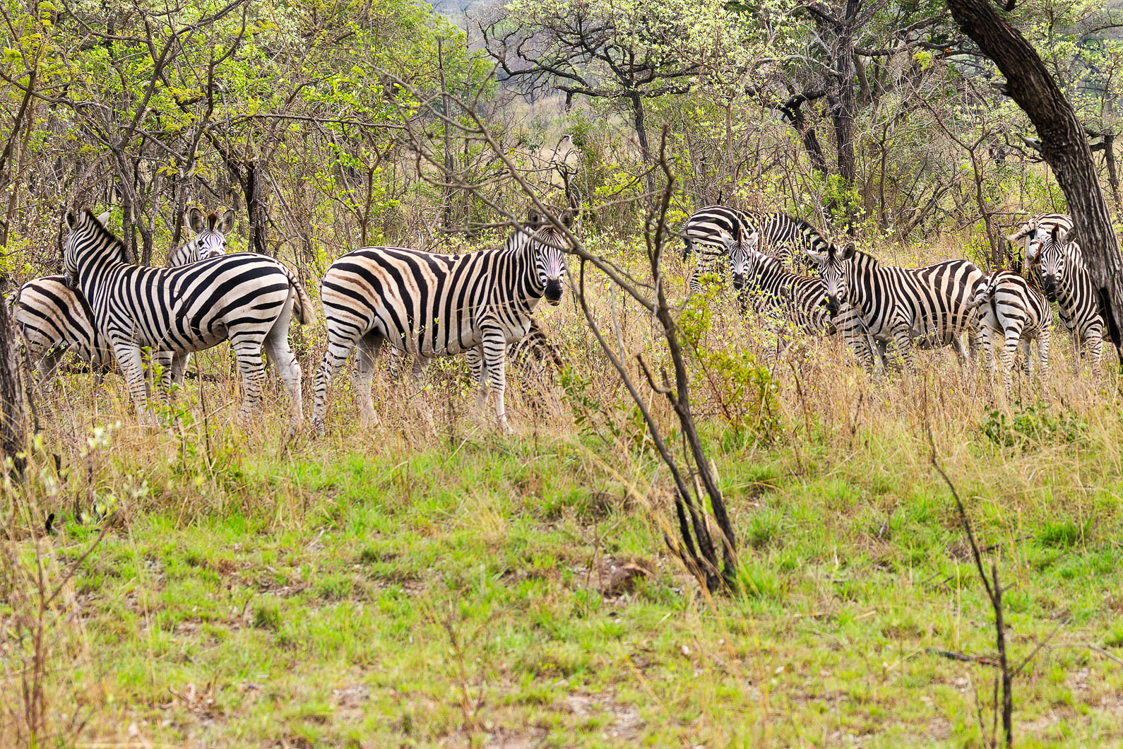 20161113 074555 Zebras